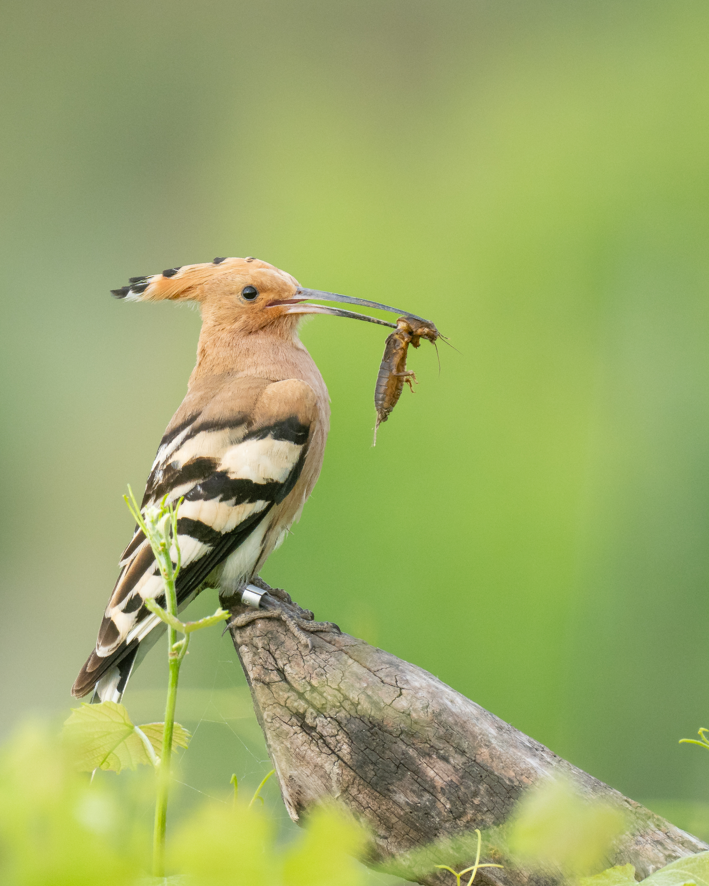 Wildlife Fotografie