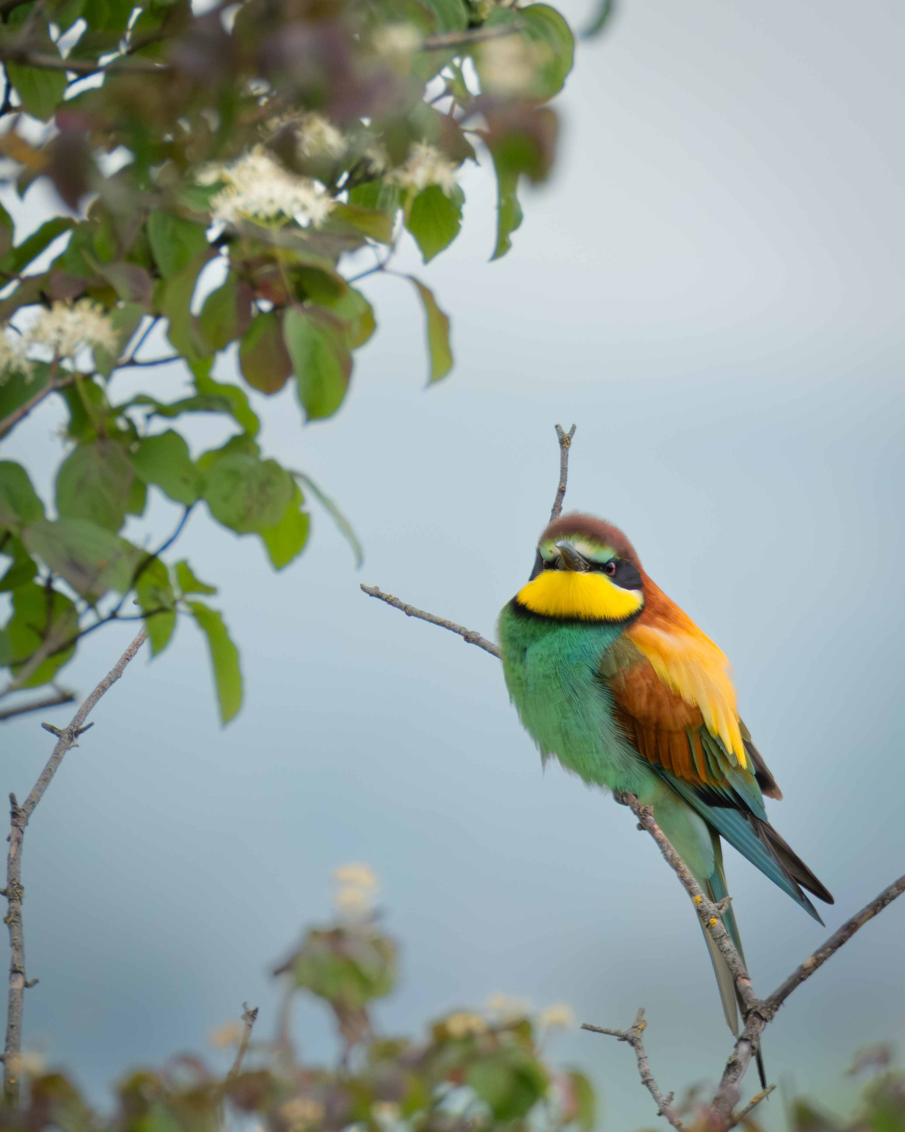 Wildlife Fotografie