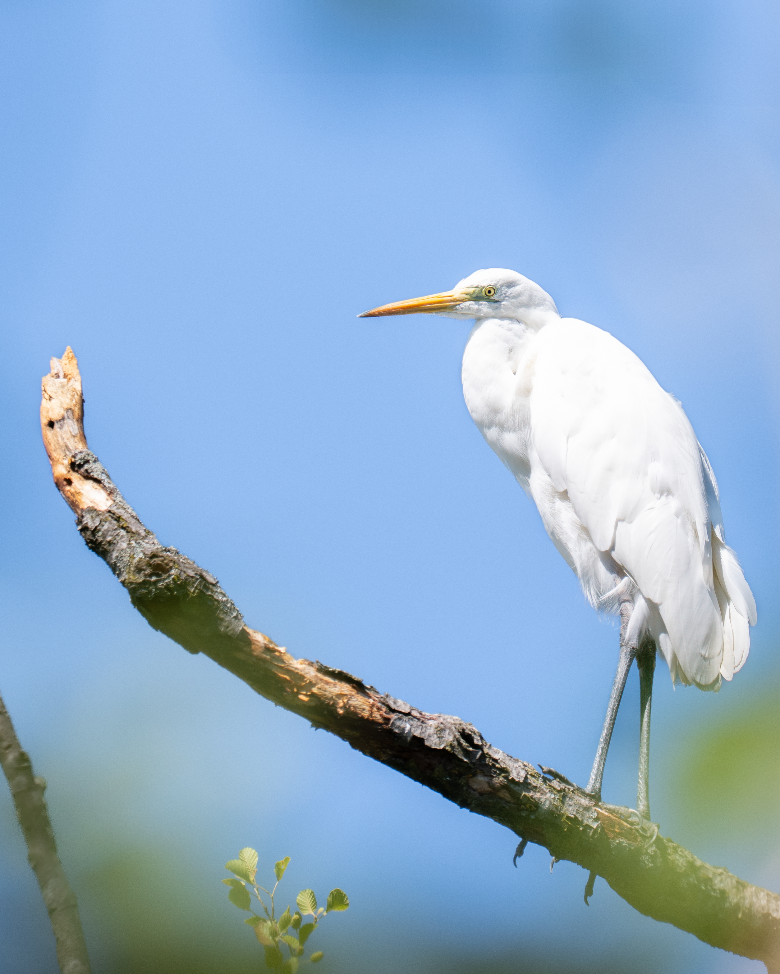Wildlife Fotografie