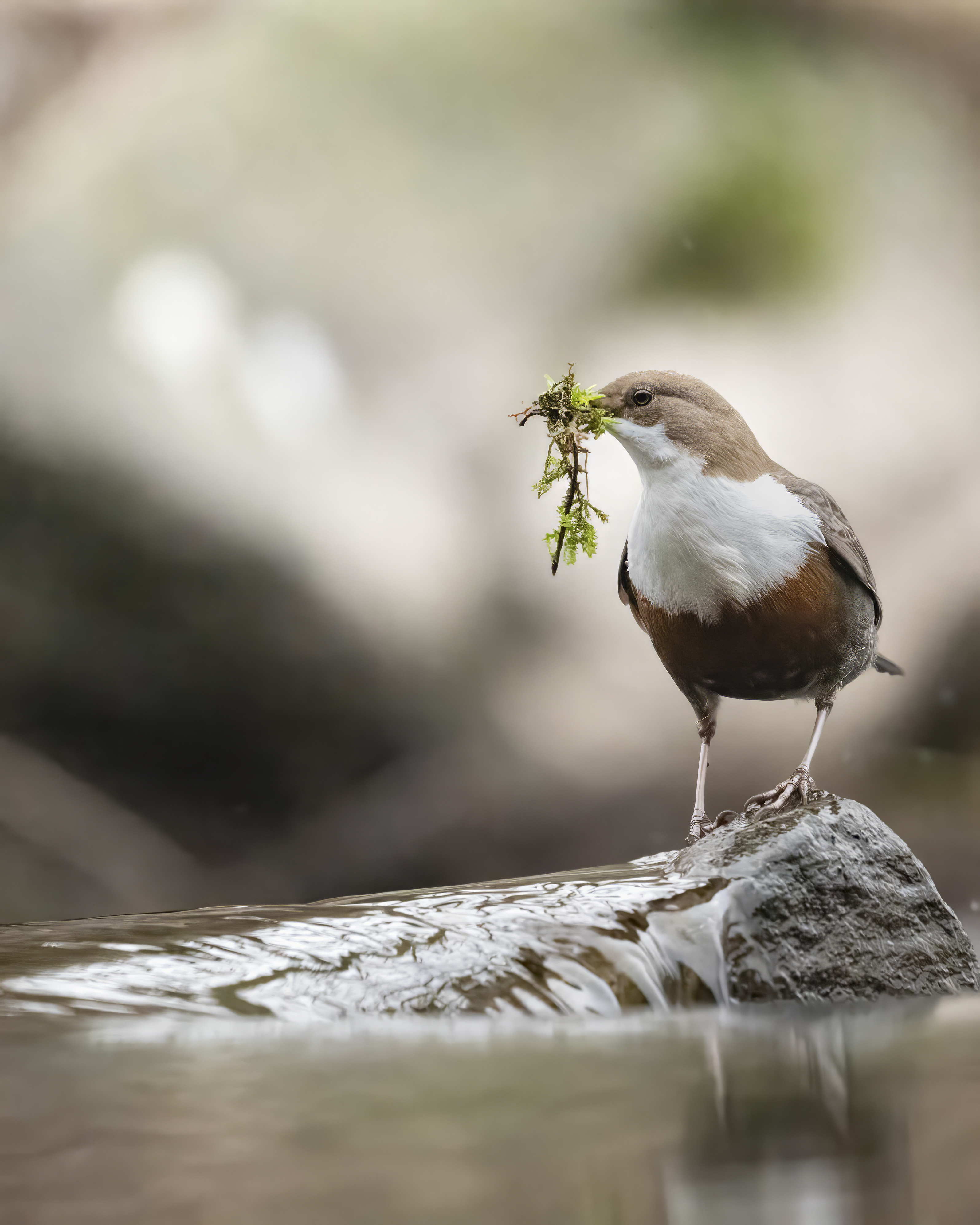 Wildlife Fotografie