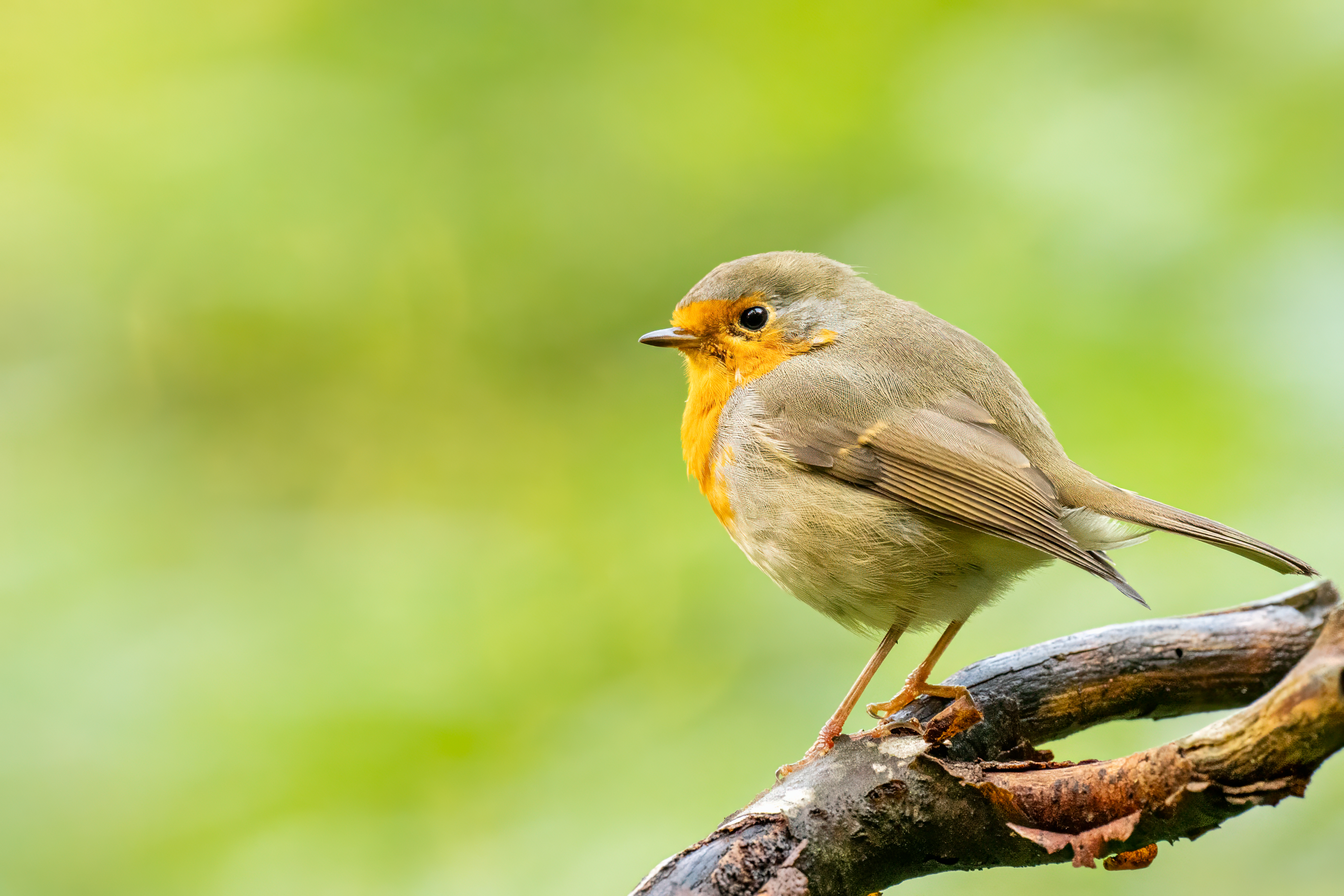 Wildlife Fotografie