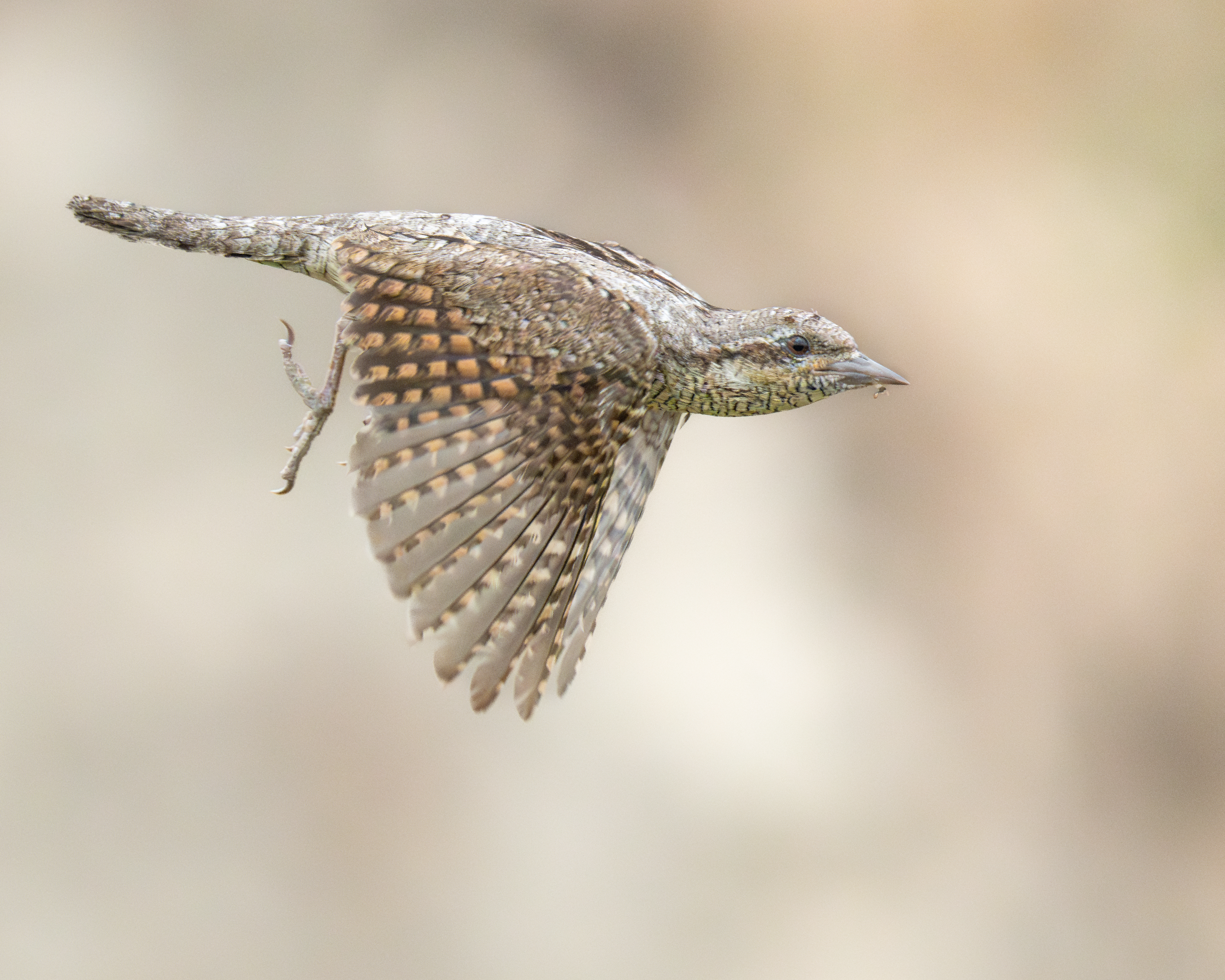 Wildlife Fotografie