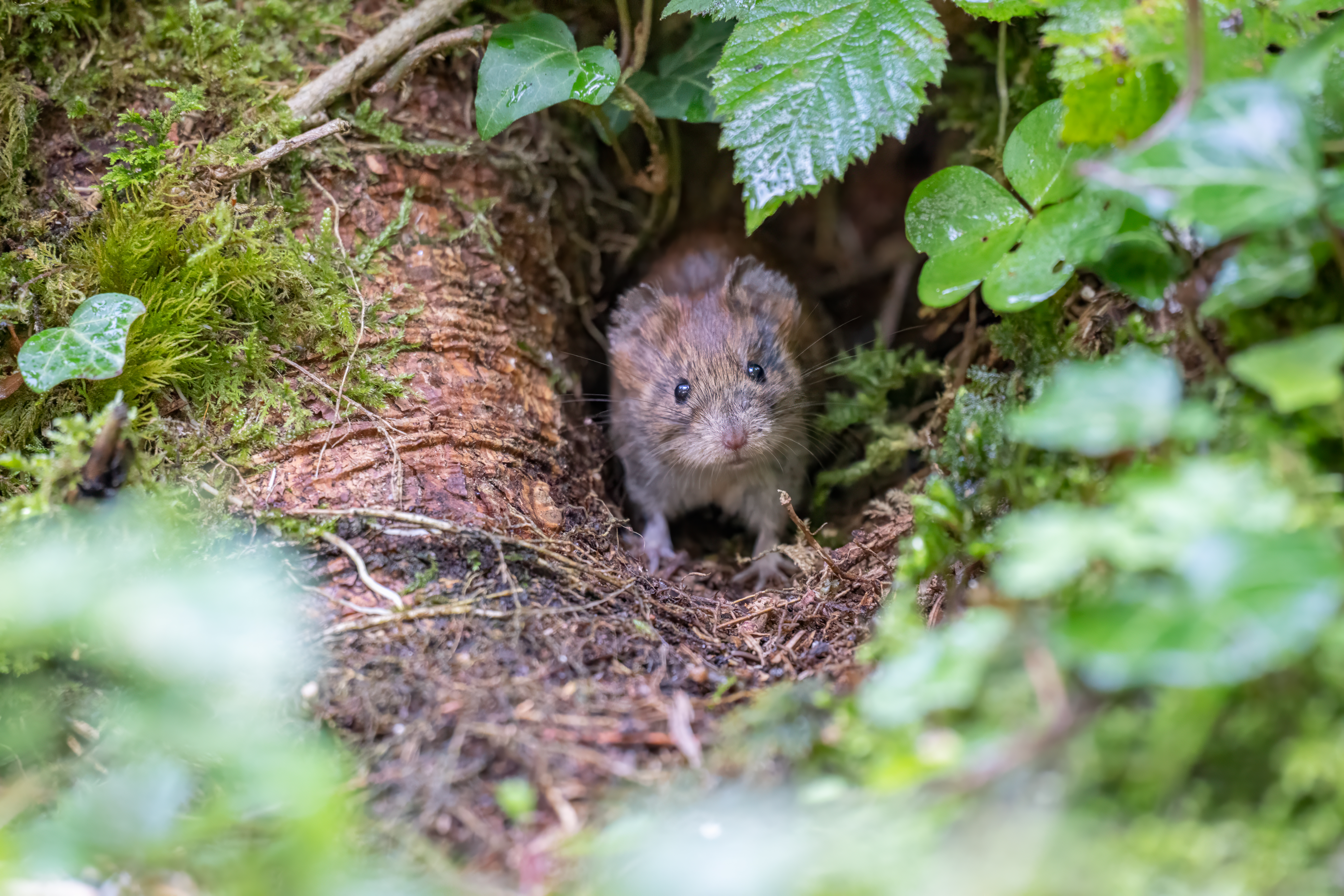 Wildlife Fotografie