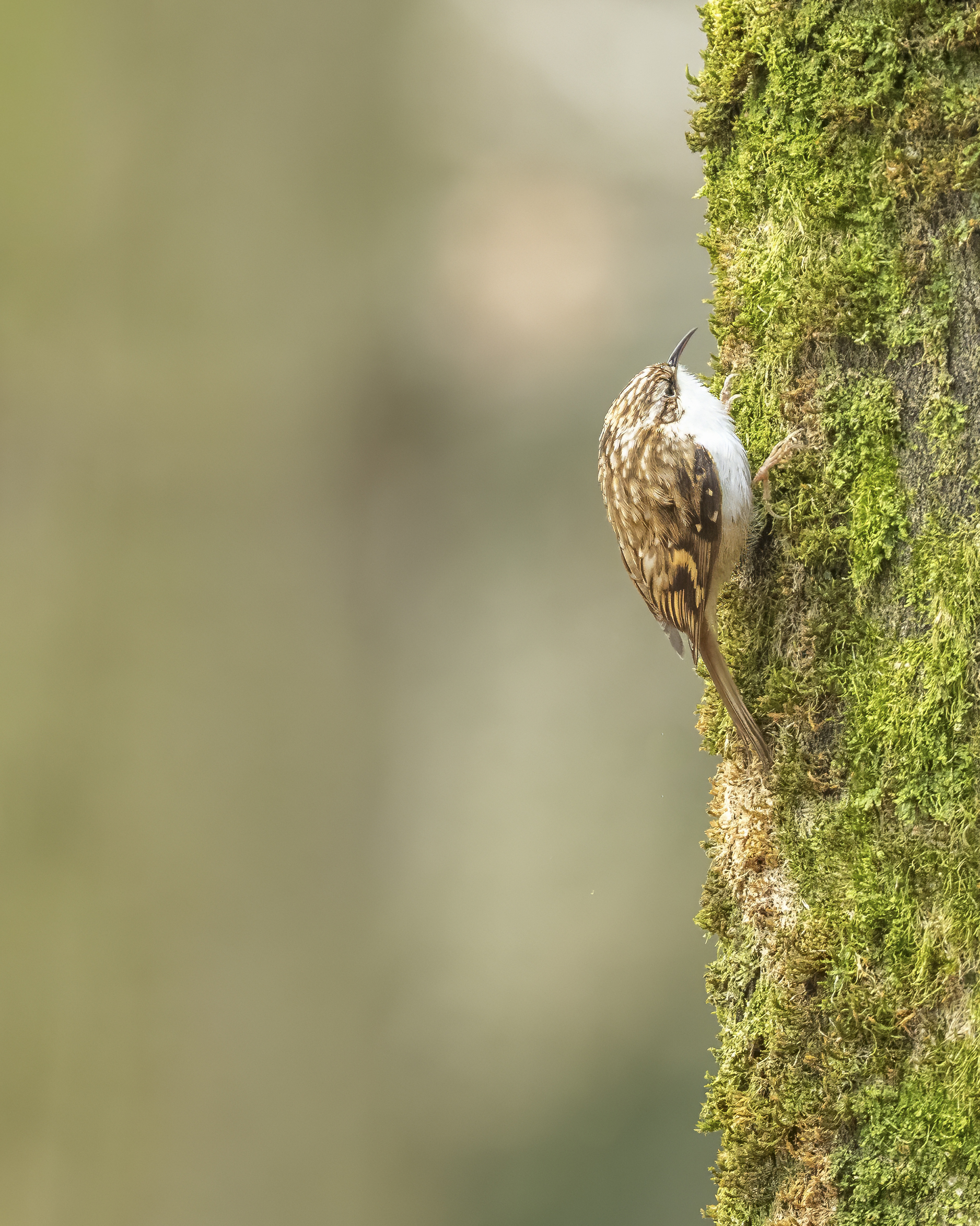 Wildlife Fotografie