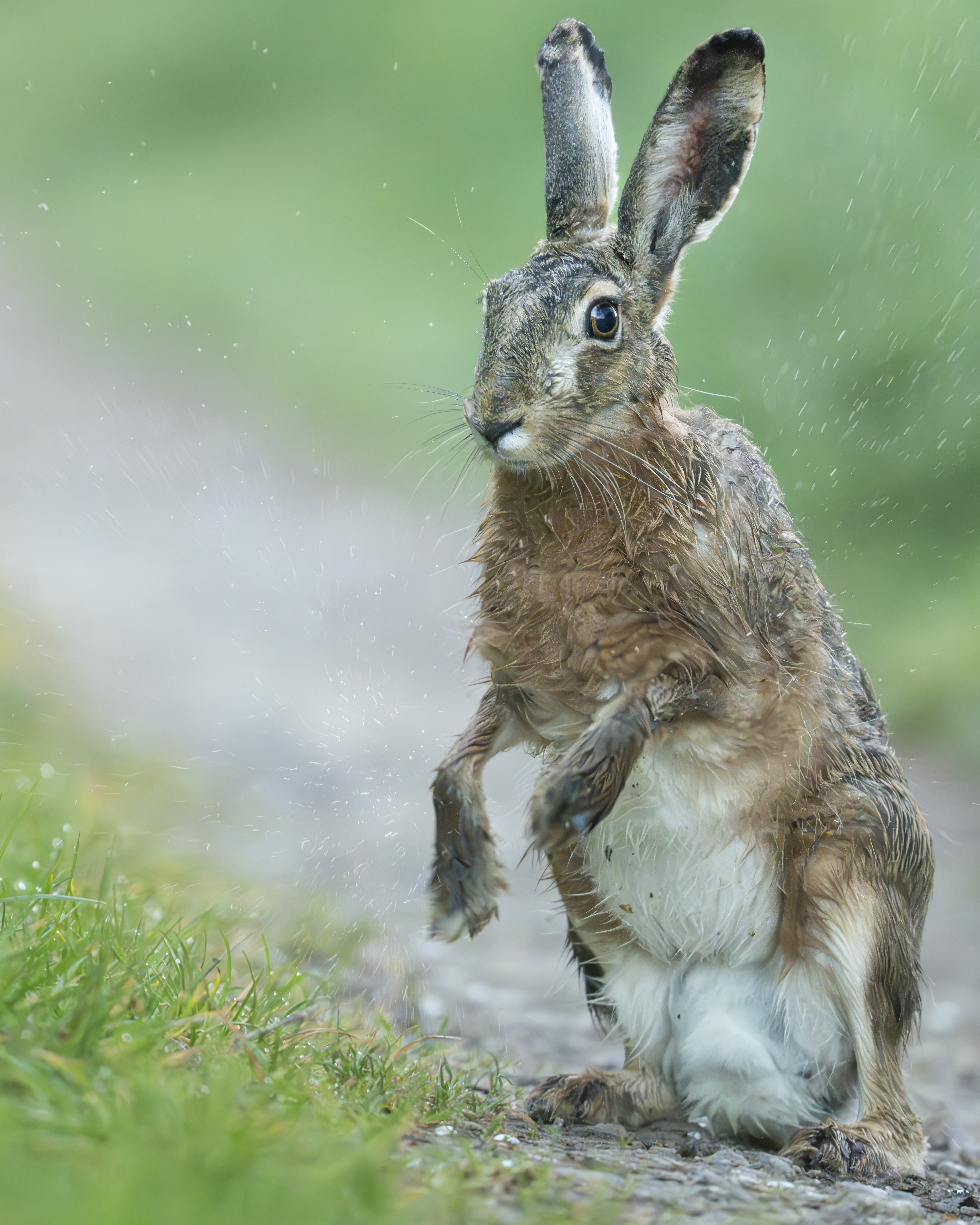 Wildlife Fotografie