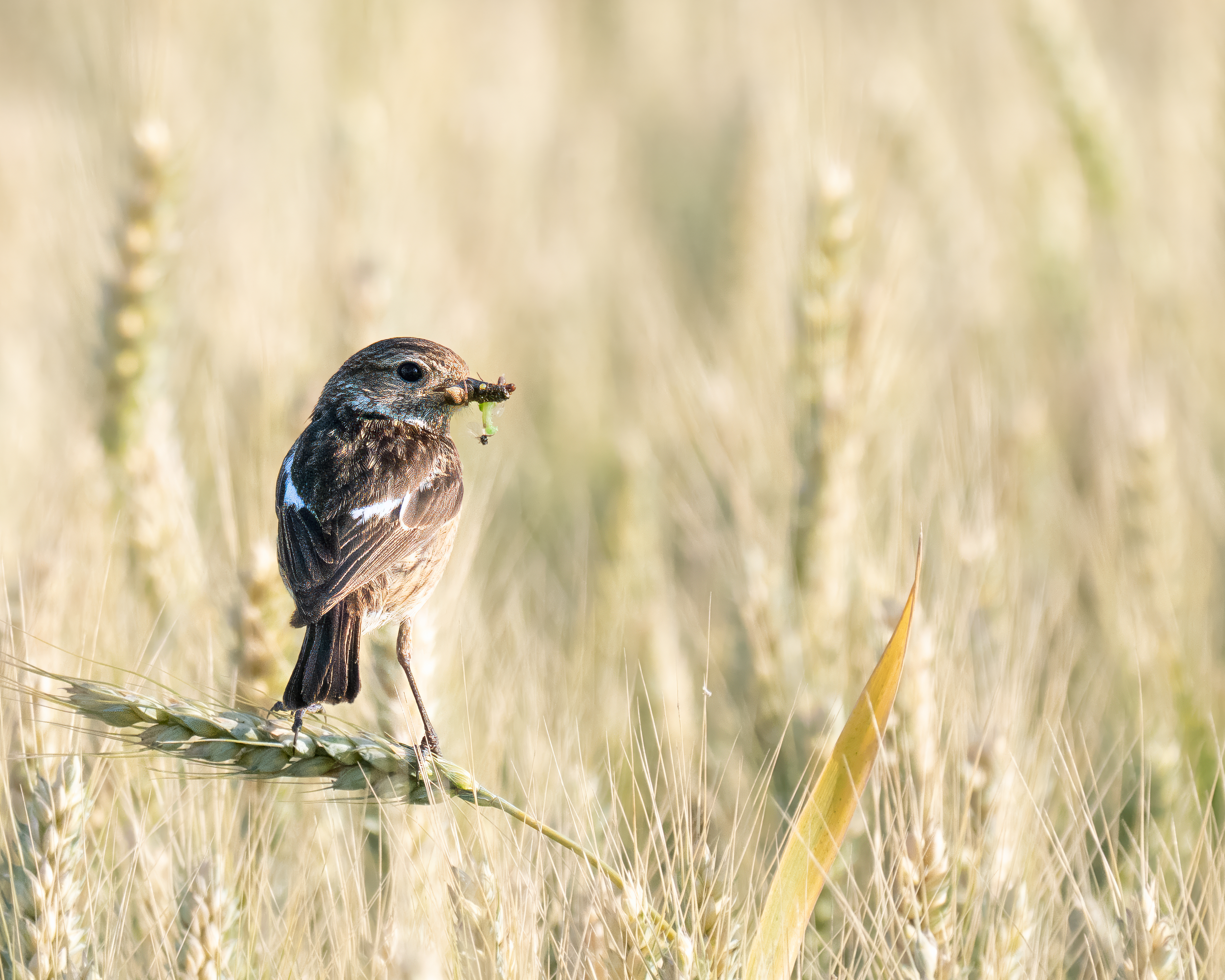 Wildlife Fotografie