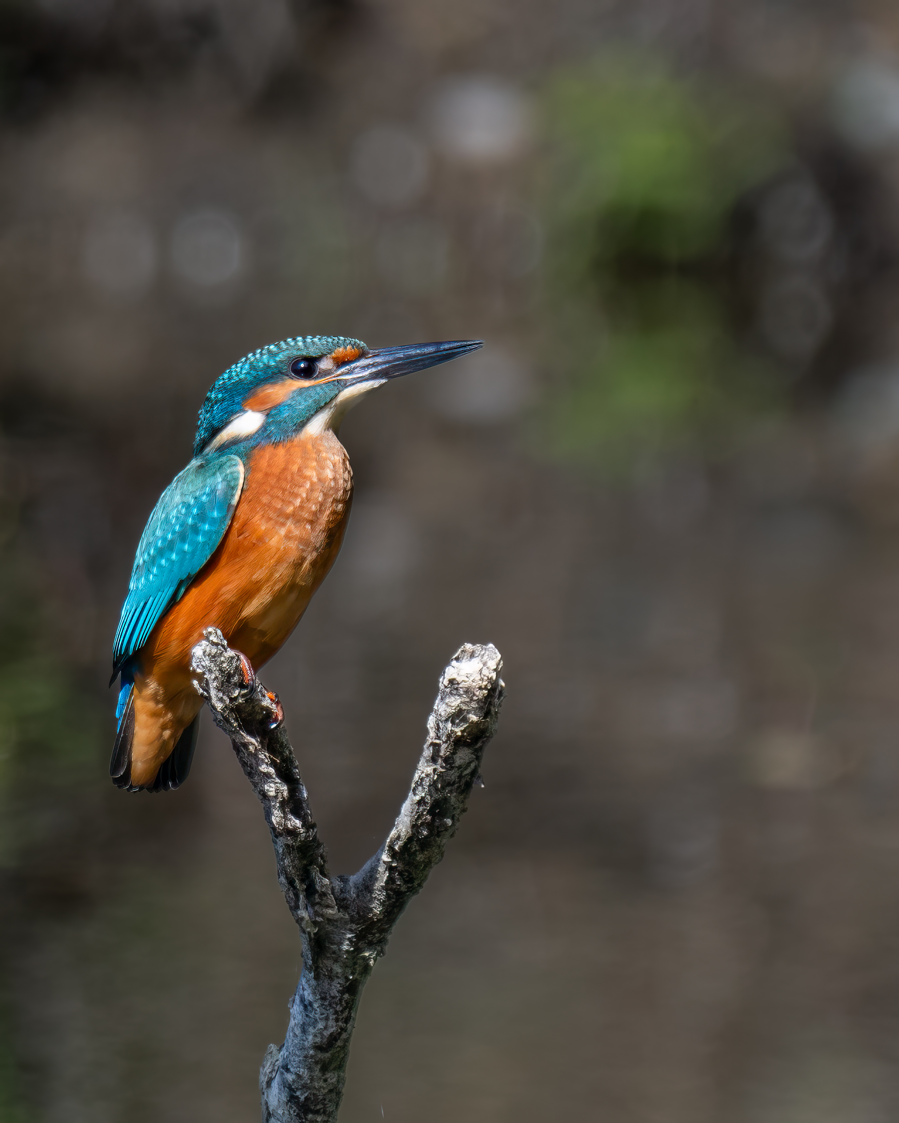 Wildlife Fotografie