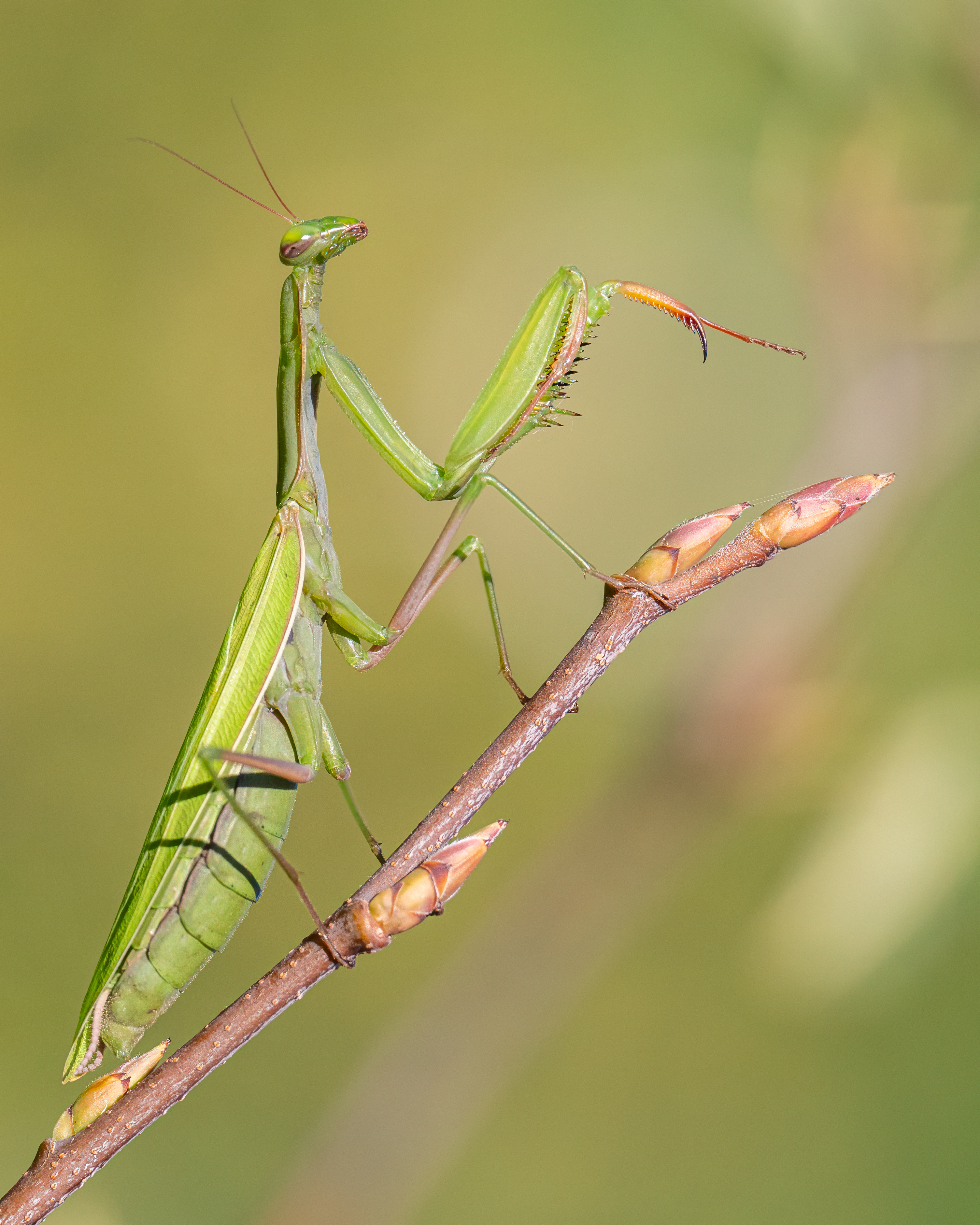 Wildlife Fotografie