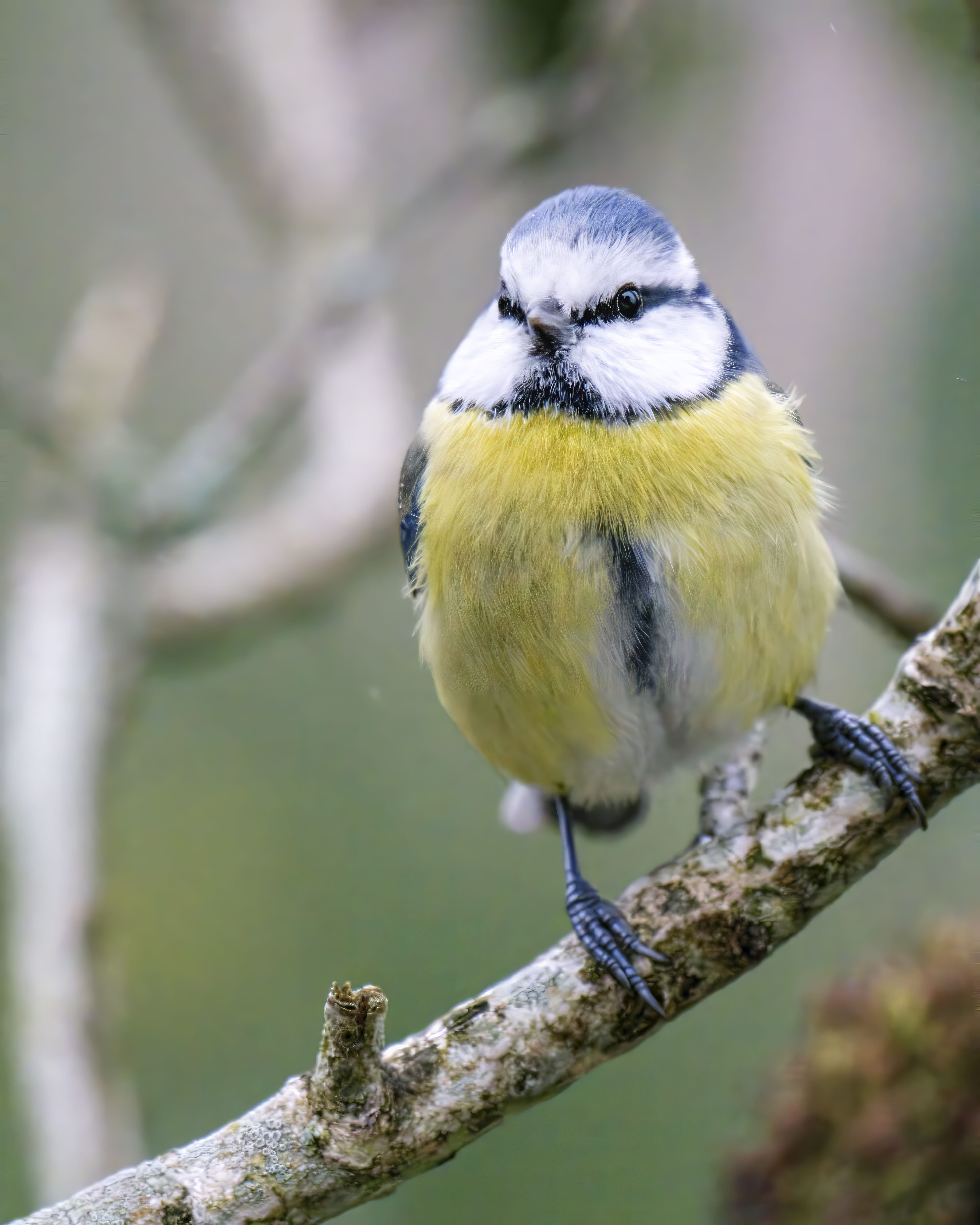 Wildlife Fotografie