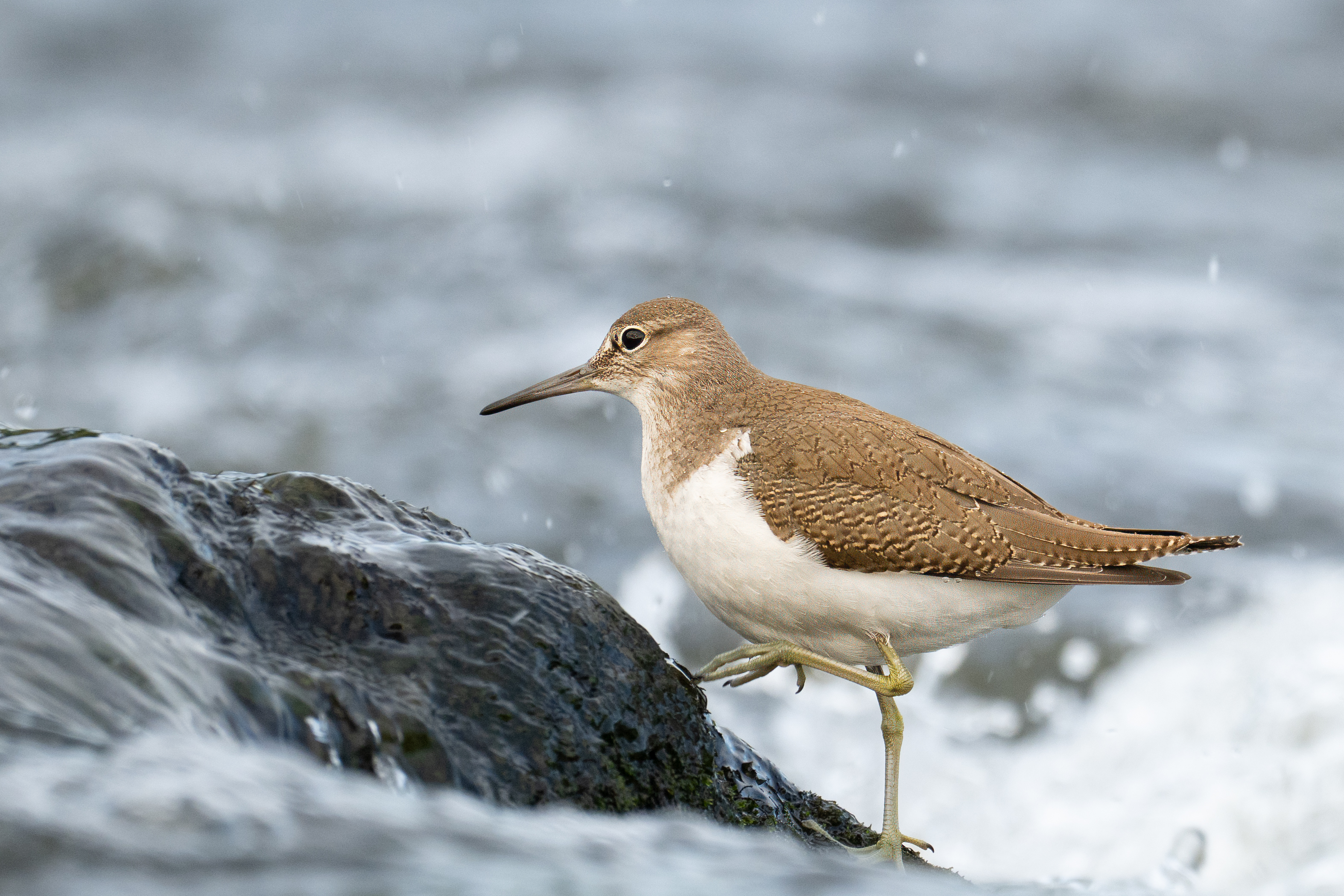 Wildlife Fotografie