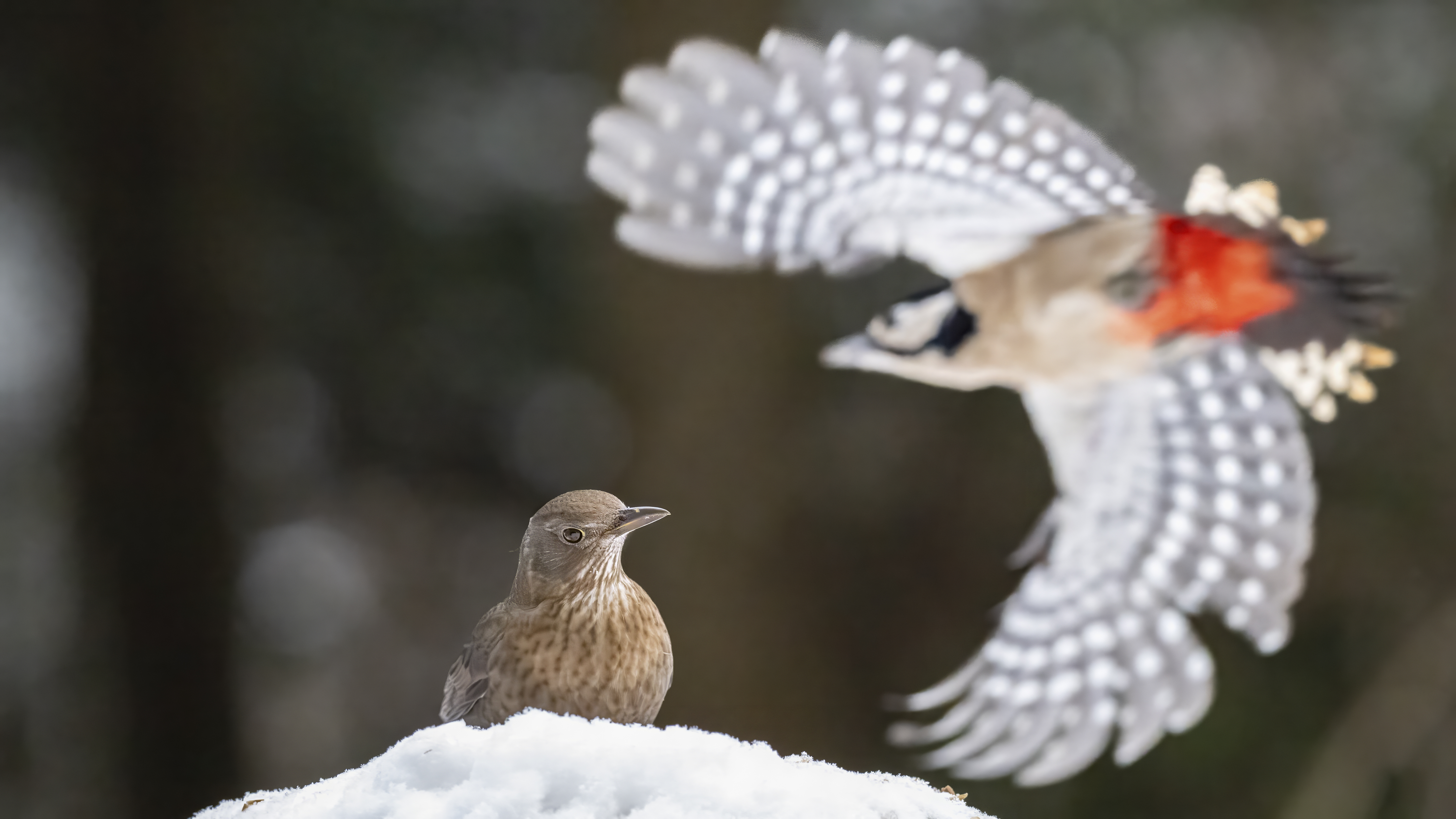 Wildlife Fotografie